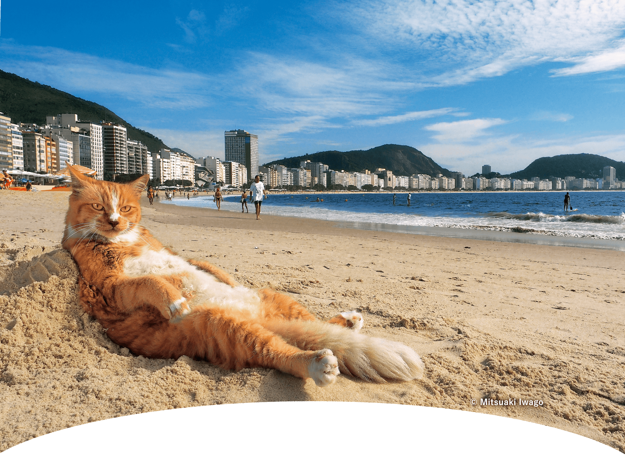 写真展 岩合光昭の世界ネコ歩き2